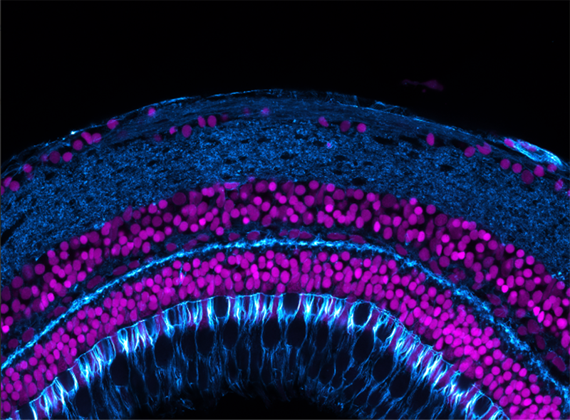 High-resolution multi-fields of view image of a zebrafish retina
